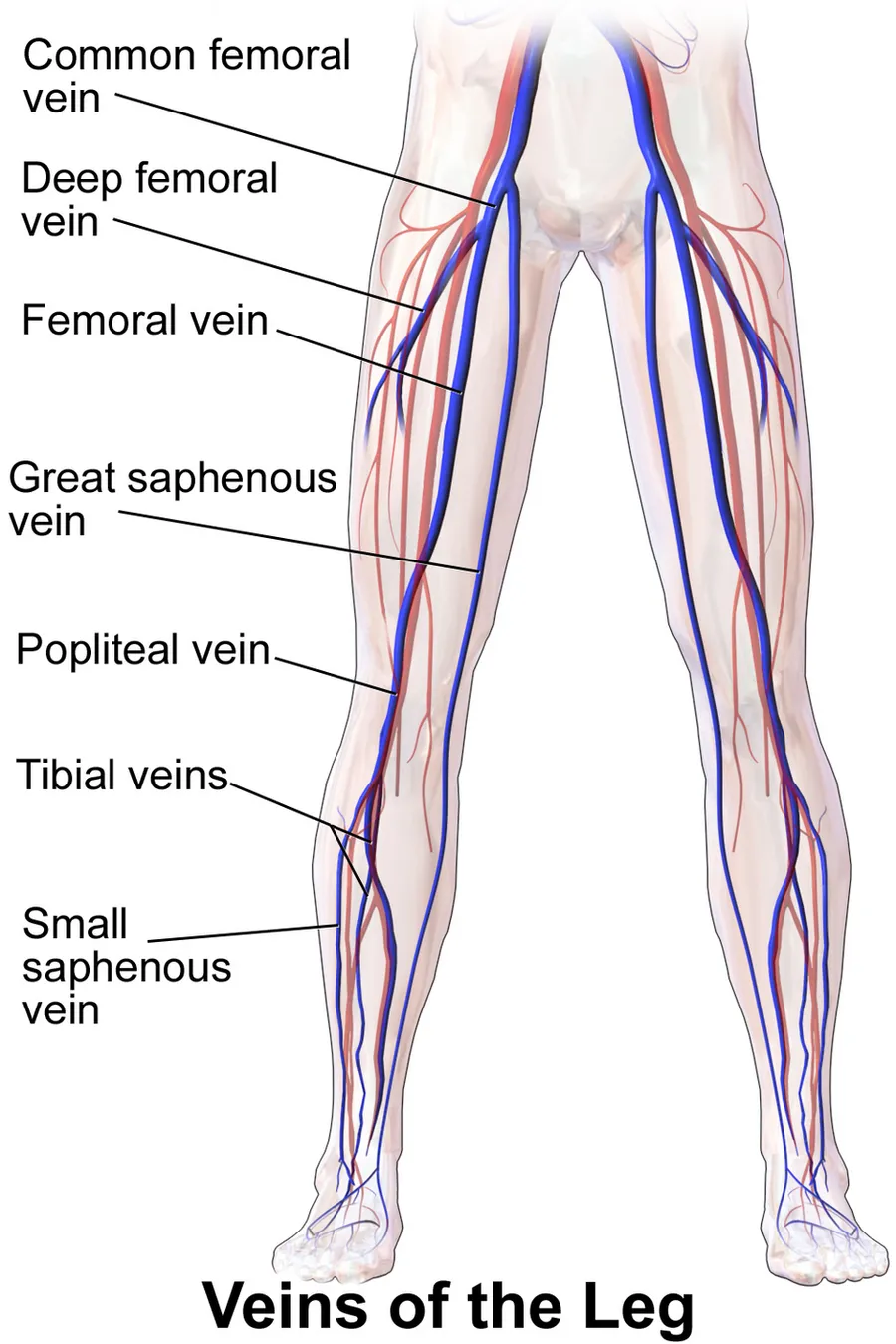 Veins of the Leg.