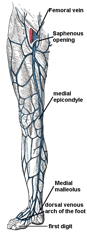 Course of the Great saphenous vein
