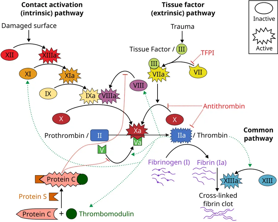 Diagram of the full coagulation cascade including illustrations indicating the activation/inactivation states of the different factors and how they interact. Illustrations of active and inactive states inspired by OpenSt