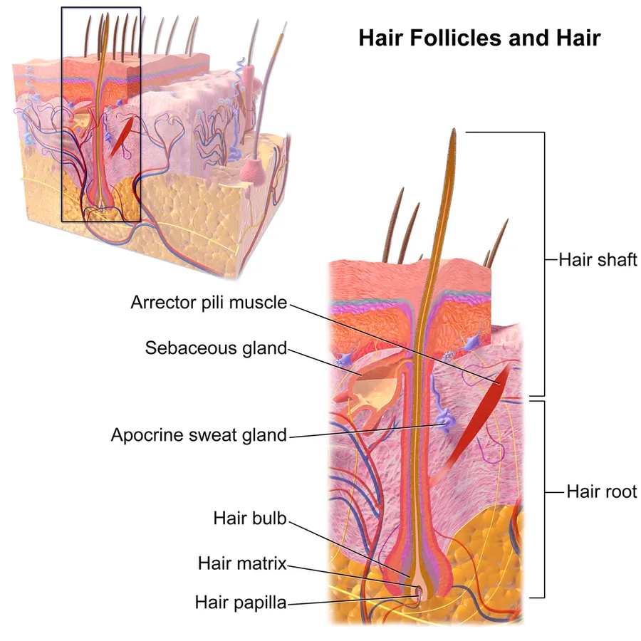 Hair Follicle and Hair.