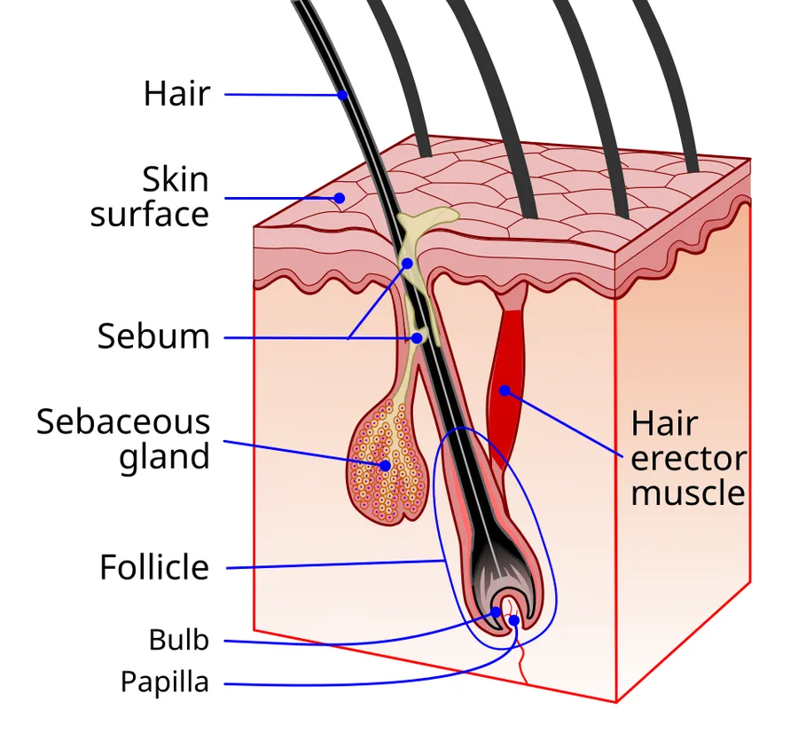 Hair follicle