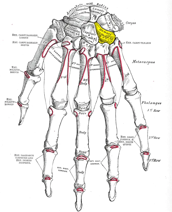 Hamate bone (shown in yellow).