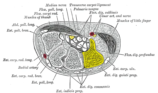 Transverse section across the wrist. Palm on top, thumb on left. Hamate bone shown in yellow.