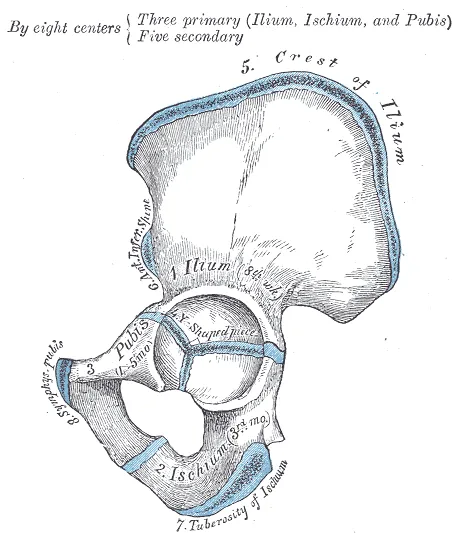 Plan of ossification of the hip bone. The three primary centers unite through a Y-shaped piece about puberty. Epiphyses appear about puberty, and unite about twenty-fifth year.