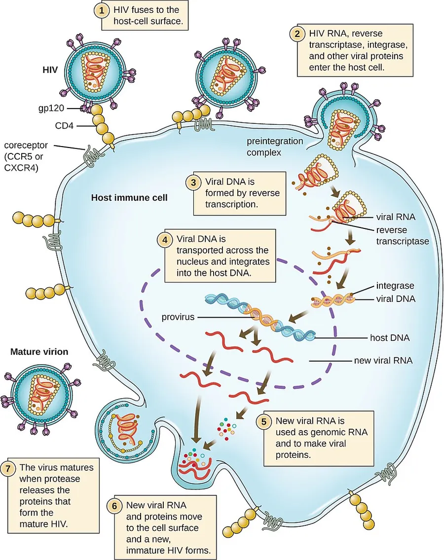 Name: Microbiology ID: e42bd376-624b-4c0f-972f-e0c57998e765@4.4 Language: English Summary: Subjects: Science and Technology Keywords: Print Style: License: Creative Commons Attribution License (by 4.0) Authors: OpenStax