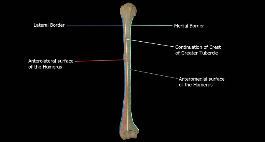 Anterior View of the humerus showing the lateral and medial borders, the anteromedial and anterolateral surface of the Humerus