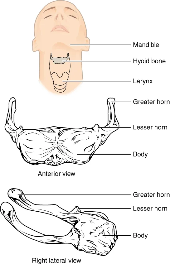 Illustration from Anatomy & Physiology, Connexions Web site. https://cnx.org/content/col11496/1.6/, Jun 19, 2013.