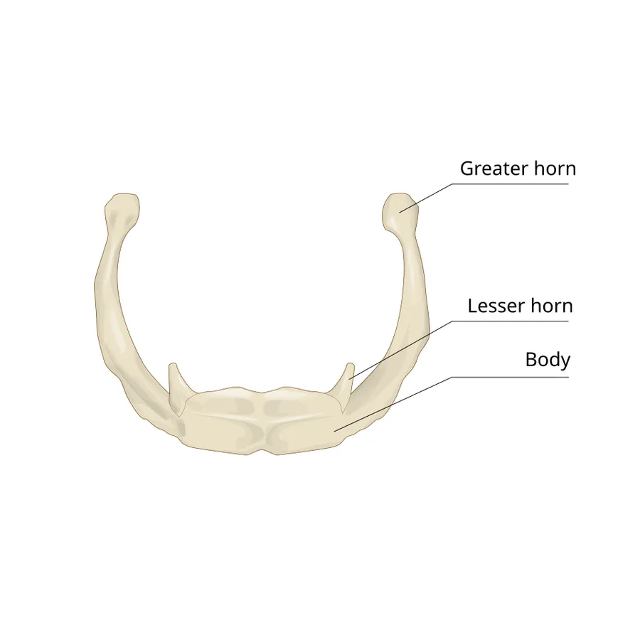 Hyoid bone
