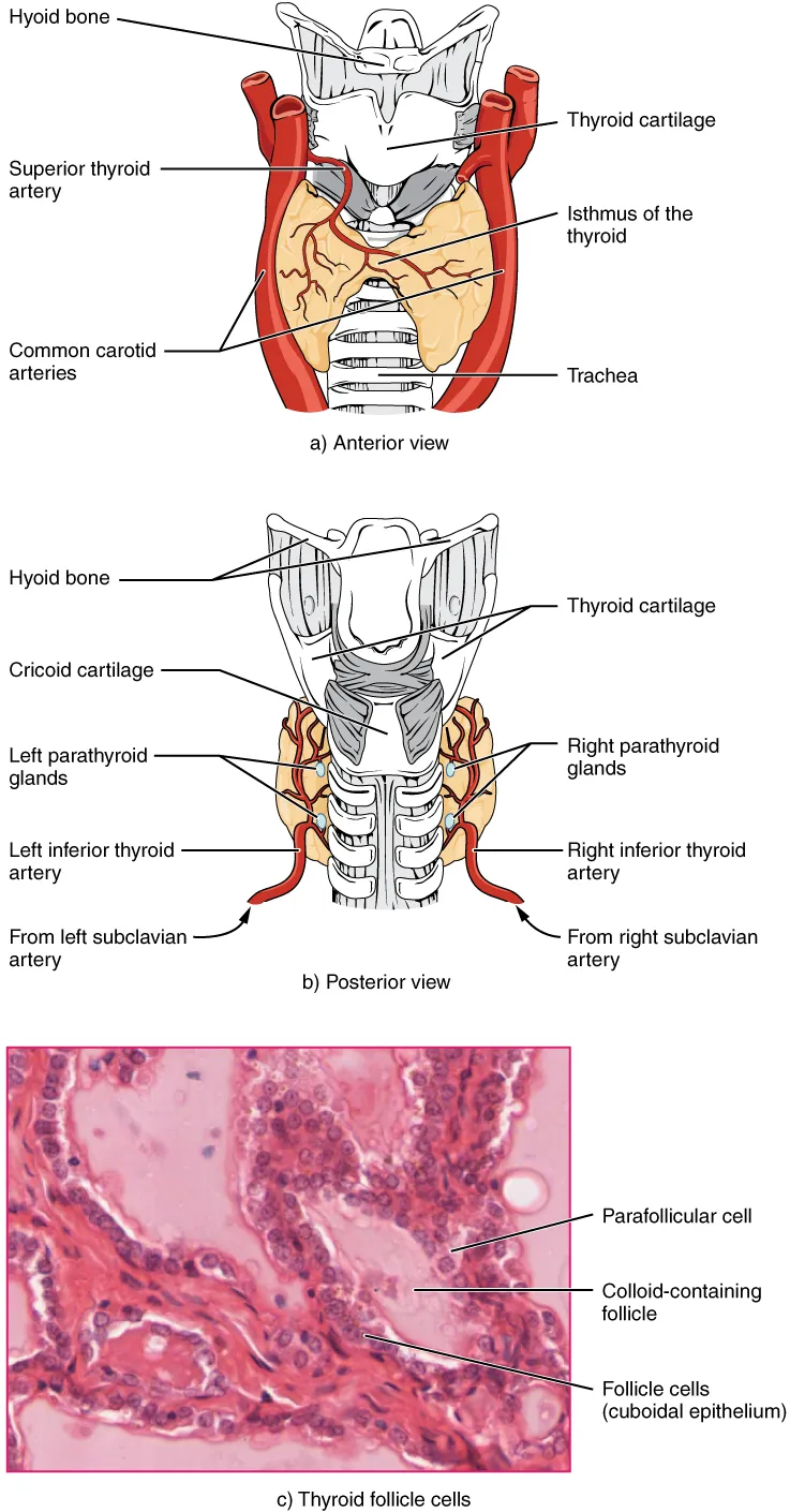 Illustration from Anatomy & Physiology, Connexions Web site. http://cnx.org/content/col11496/1.6/, Jun 19, 2013.