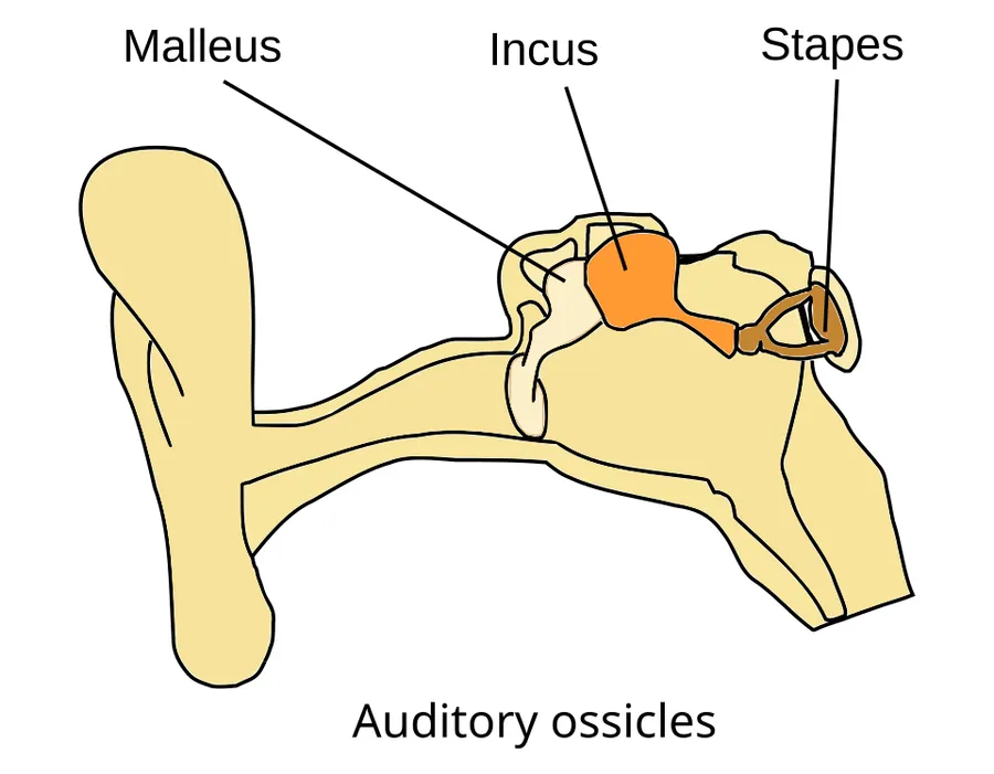 Auditory ossicles: Malleus, incus and stapes.
