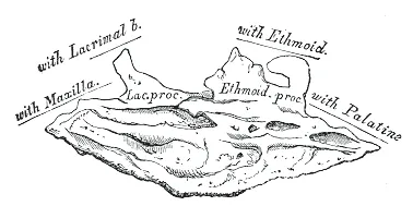 Right inferior nasal concha. Medial surface.