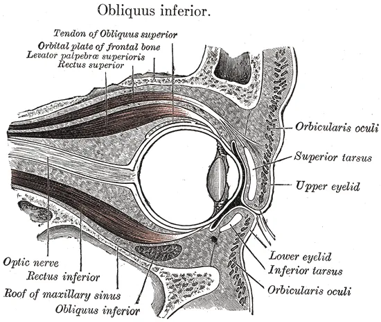 Inferior oblique muscle
