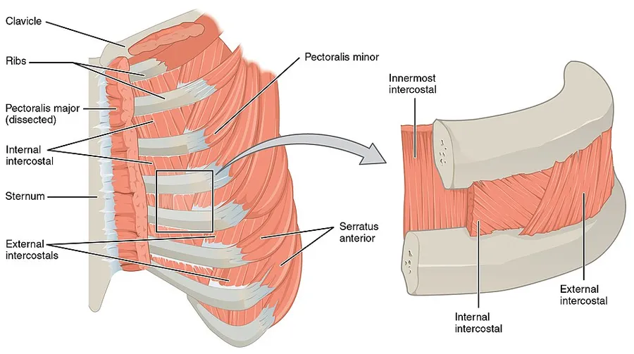 Version 8.25 from the Textbook OpenStax Anatomy and Physiology Published May 18, 2016