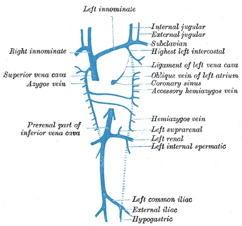 Internal jugular vein