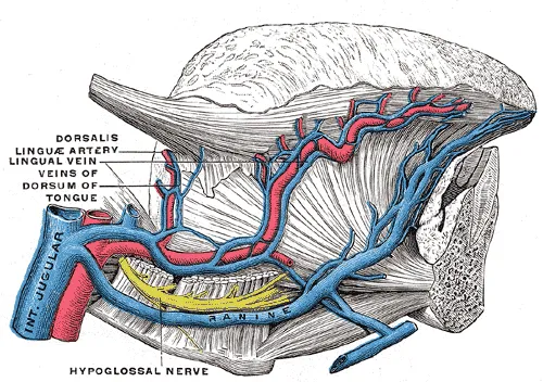 Internal jugular vein