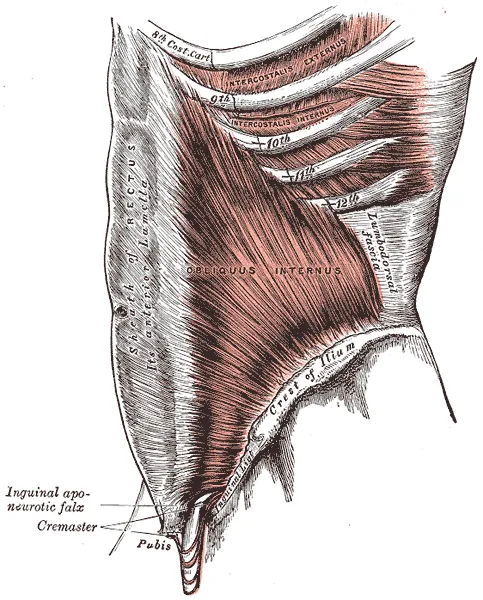 Internal oblique muscle, left