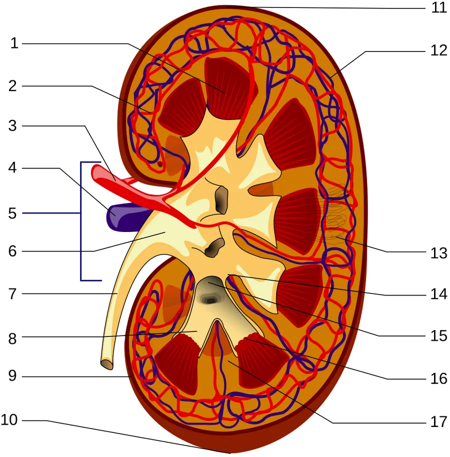 Structures of the kidney: 1.Renal pyramid 2.Interlobular artery 3.Renal artery 4.Renal vein 5.Renal hilum 6.Renal pelvis 7.Ureter 8.Minor calyx 9.Renal capsule 10.Inferior renal capsule 11.Superior renal capsule 12.Inter