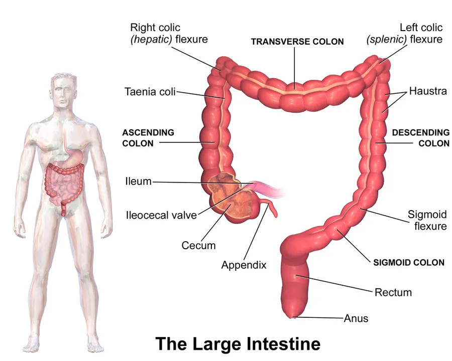 The Large Intestine.