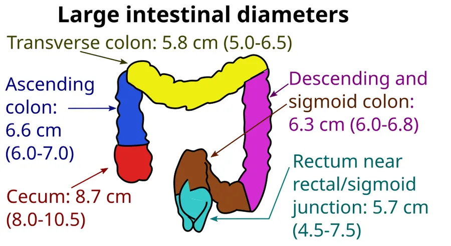 Inner diameters of segments of the large intestine in adults, as averages and ranges.