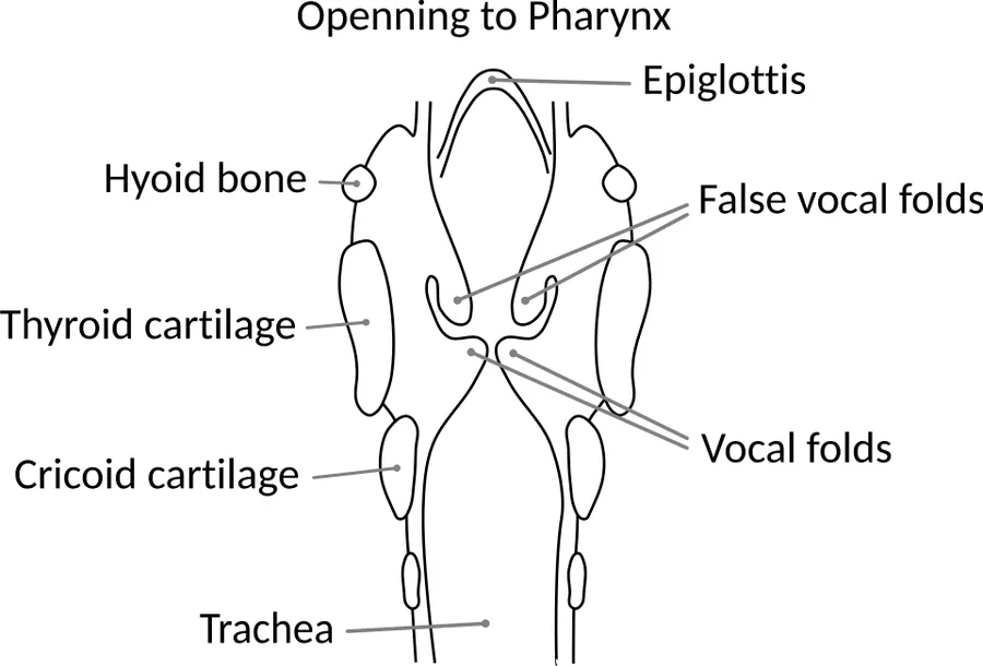 This is a vectorized drawing based on https://upload.wikimedia.org/wikipedia/commons/3/3a/Illu_larynx.jpg