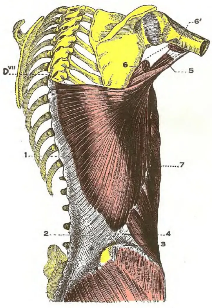 Anatomical drawing showing the latissimus dorsi muscle and surrounding anatomy.