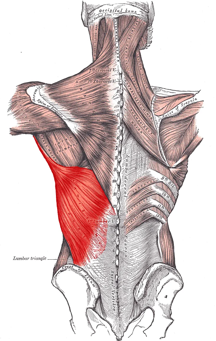 Muscles connecting the upper extremity to the vertebral column.