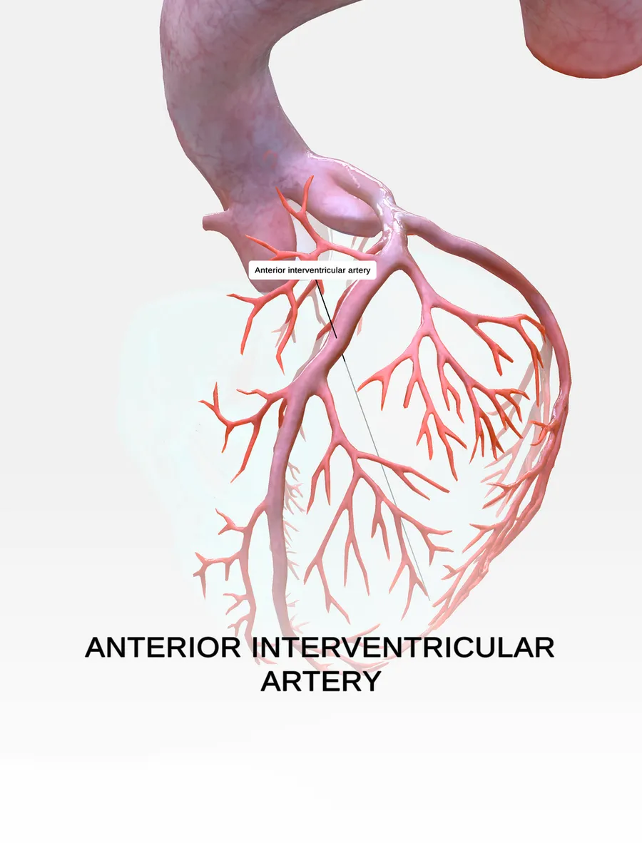 These illustrations showcase various anatomical structures of the heart, captured from detailed 3D models provided by the 3D Heart Anatomy app. Each image is free to use and offers an educational perspective, designed to