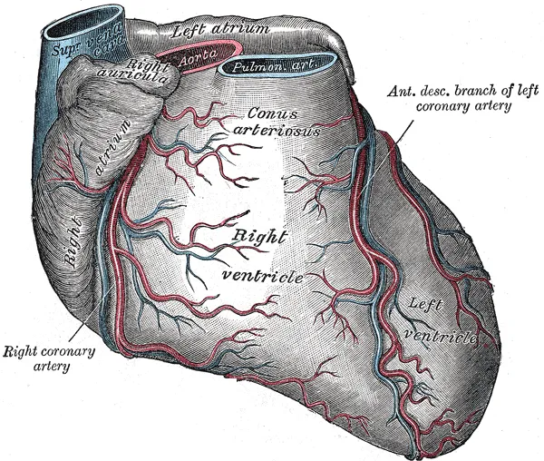 coronary sulcus or human heart skeleton