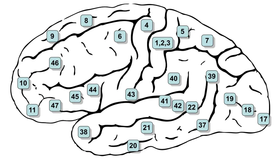 Lateral surface of left cerebral hemisphere, viewed from the side.