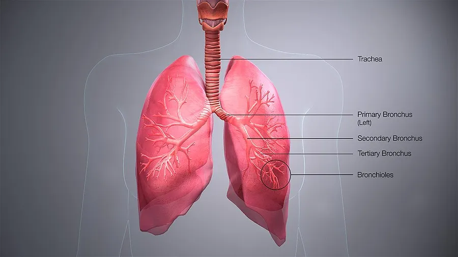 3D medical animation still shot displaying different levels of divisions of a bronchus.