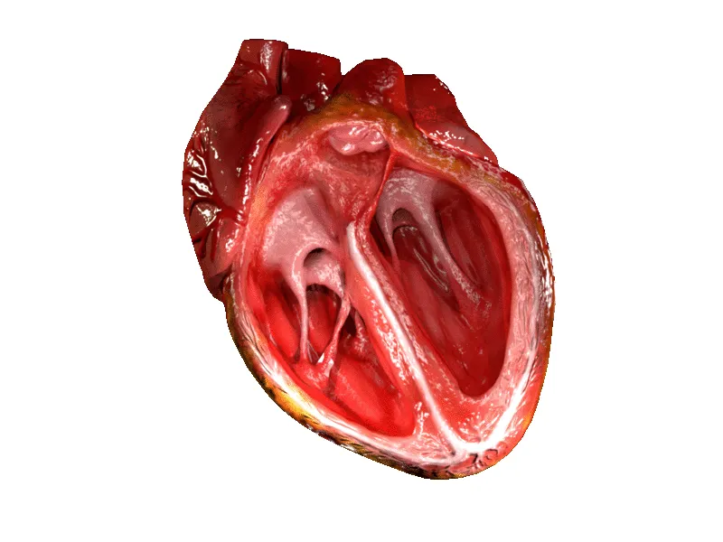 Computer Generated Cross Section 3d Model of Heart. You can get this model here and here. You can even watch it in 3d here.