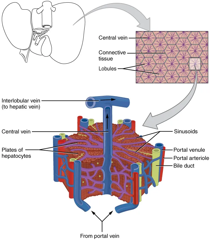 Illustration from Anatomy & Physiology, Connexions Web site. http://cnx.org/content/col11496/1.6/, Jun 19, 2013.