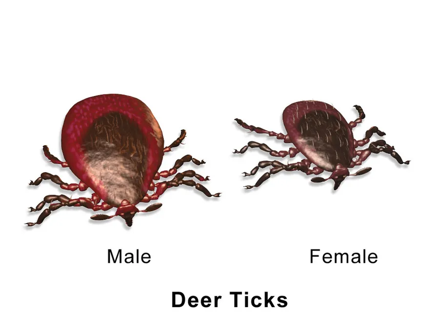 Deer Ticks.