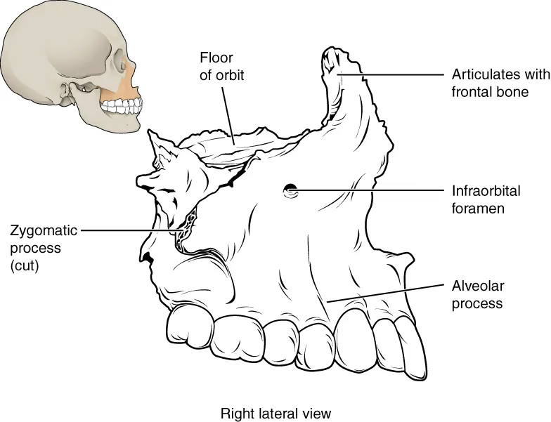 Illustration from Anatomy & Physiology, Connexions Web site. http://cnx.org/content/col11496/1.6/, Jun 19, 2013.