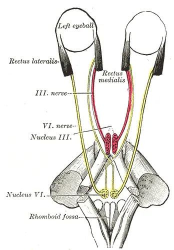 Figure showing the mode of innervation of the Recti medialis and lateralis of the eye (after Duval and Laborde).