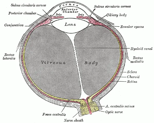 Anatomy of the Human Eye