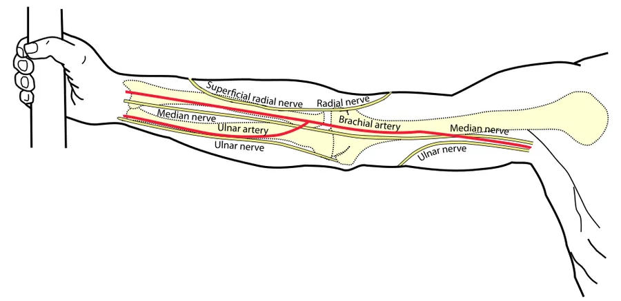 Median nerve