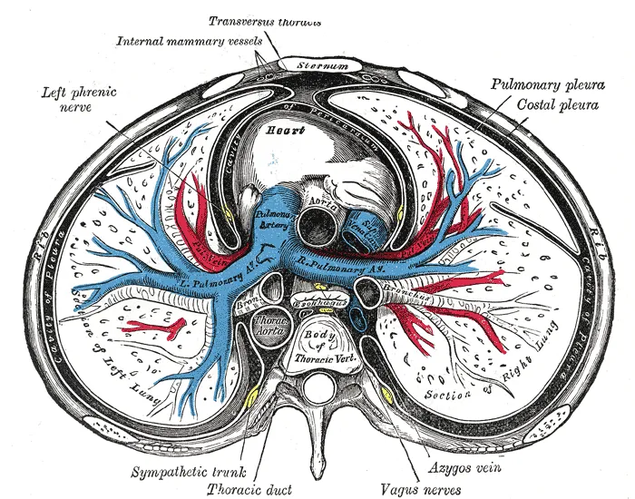 A transverse section of the thorax, showing the contents of the middle and the posterior mediastinum. The pleural and pericardial cavities are exaggerated since normally there is no space between parietal and visceral pl