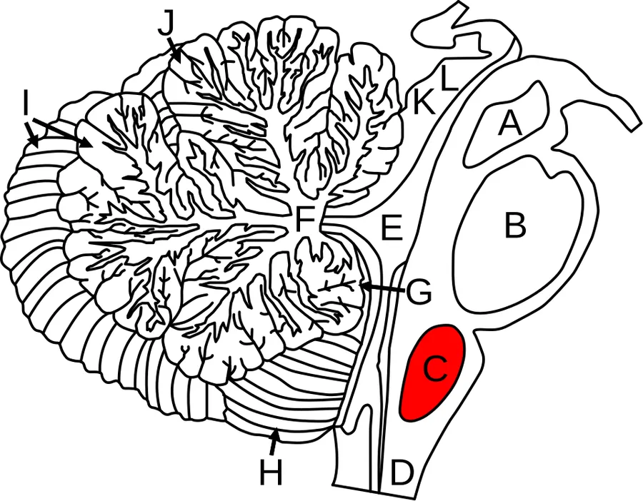 Diagram of the medulla oblongata of the human brainstem (shown in red) and surrounding regions. A: Midbrain B: Pons C: Medulla oblongata D: Spinal cord E: Fourth ventricle F: Arbor vitae G: Flocculus H: Tonsil I: Anterio