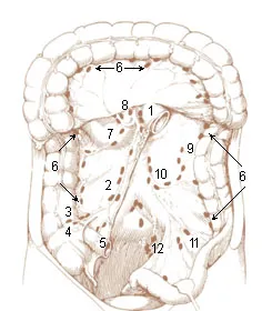 Lymph Nodes of the Large Intestine and Lower Abdomen.