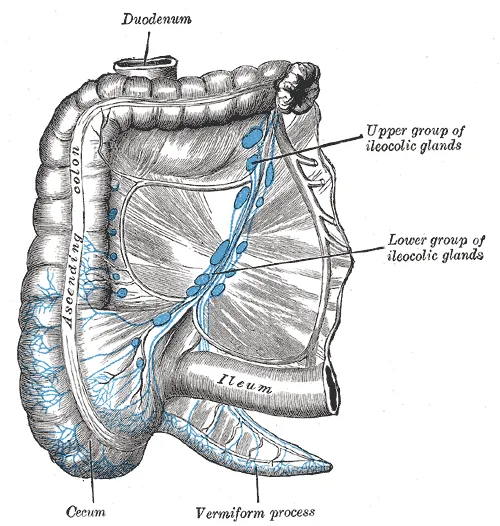Superior mesenteric lymph nodes