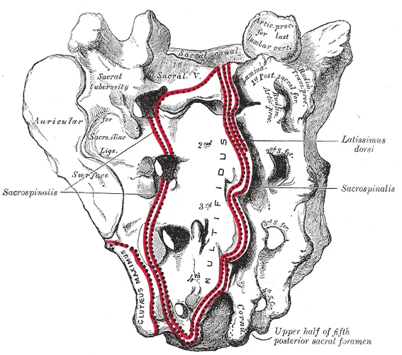 Sacrum, dorsal surface.