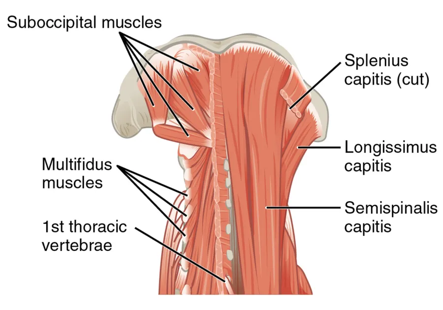 The superficial and deep muscles of the neck are responsible for moving the head, cervical vertebrae, and scapulas. URL: https://cnx.org/contents/FPtK1zmh@8.108:_xq2eUyd@5/Axial-Muscles-of-the-Head-Neck Other ve