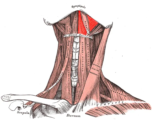 Mylohyoid muscle, drawing from Grays' Anatomy