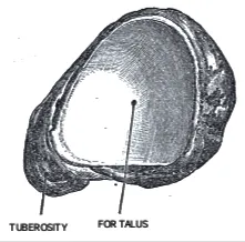 Anatomical drawing depicting the posterior aspect of the right-sided navicular bone.