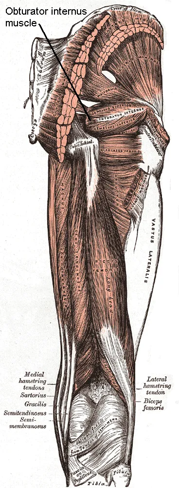 Muscles of the gluteal and posterior femoral regions.