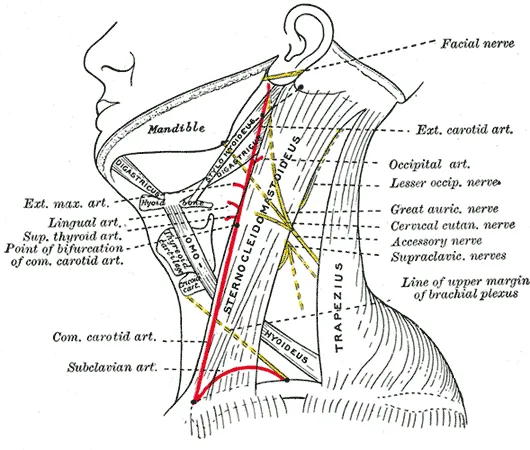 Omohyoid muscle