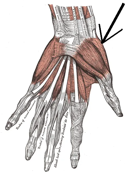 Opponens pollicis muscle
