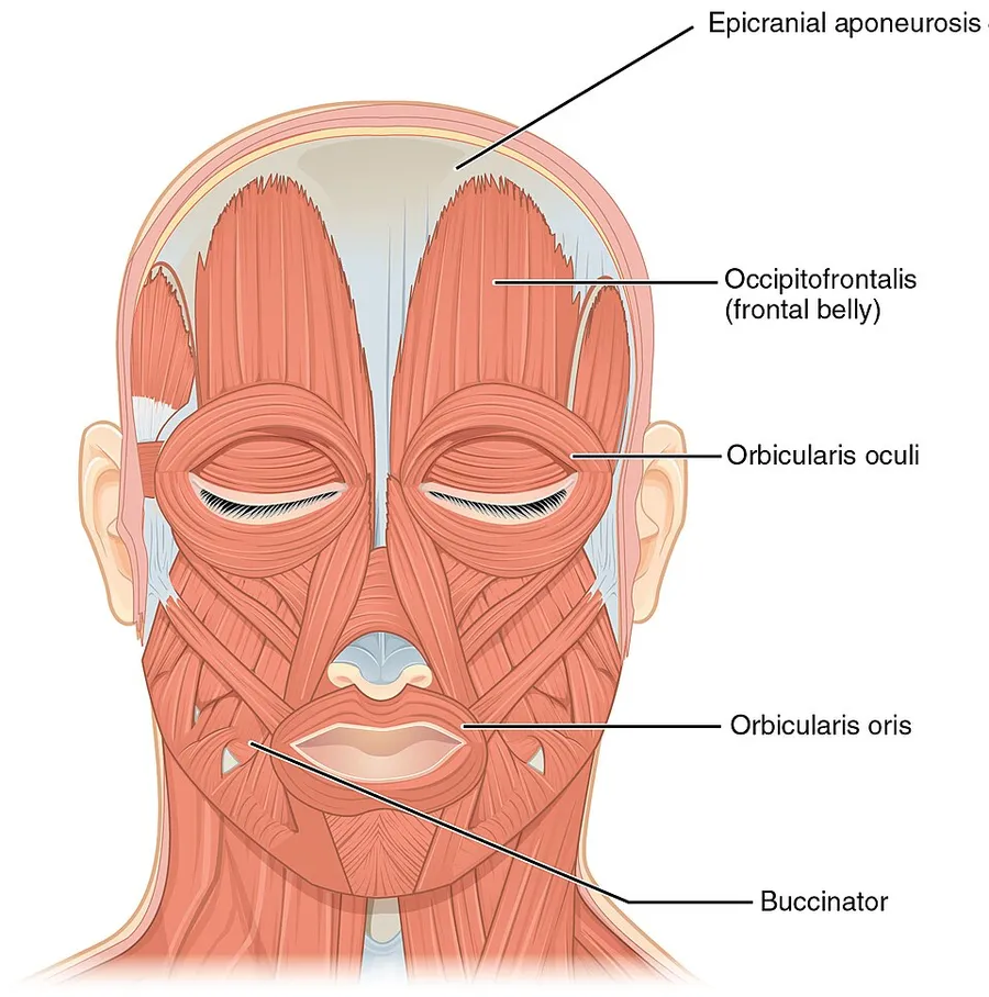Illustration showing the muscles of the face and head. Legend: English from top: 1. Epicranial aponeurosis 2. Occipitofrontalis muscle (frontal belly) 3. Corrugator supercilii muscle 4. Orbicularis oculi muscle 5. Occipi