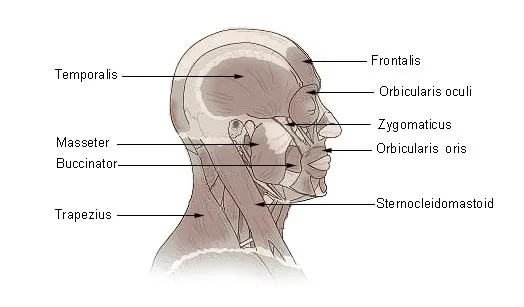 Orbicularis oris muscle